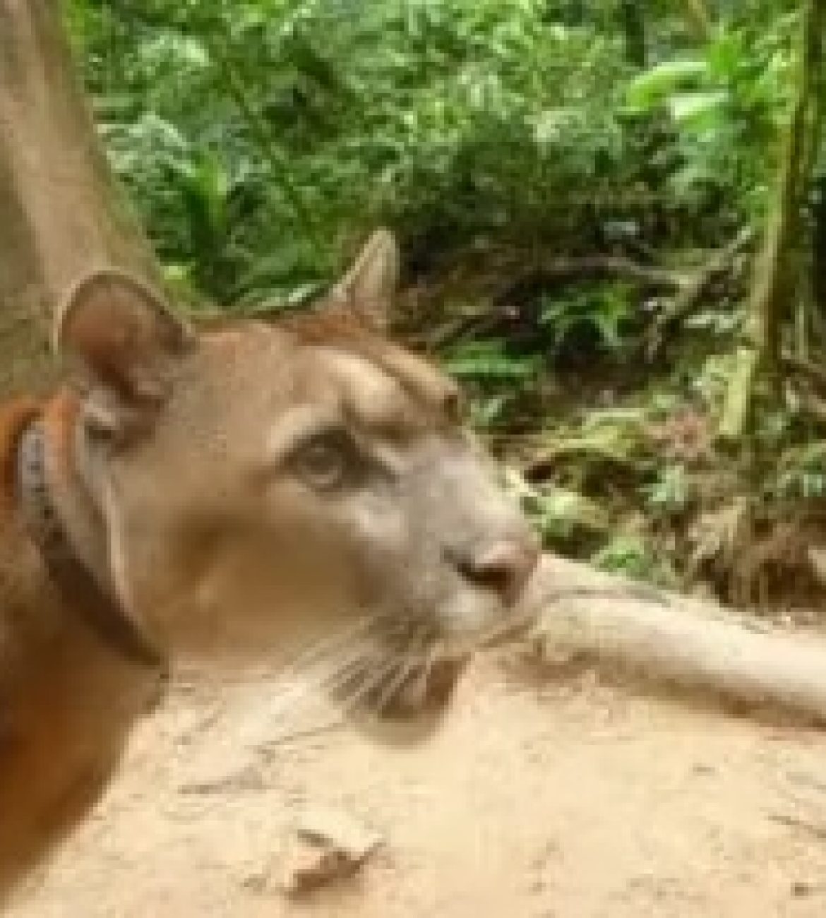 Jumped By An Adult Puma In The Bolivian Jungle